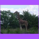 Giraffe 3.jpg
